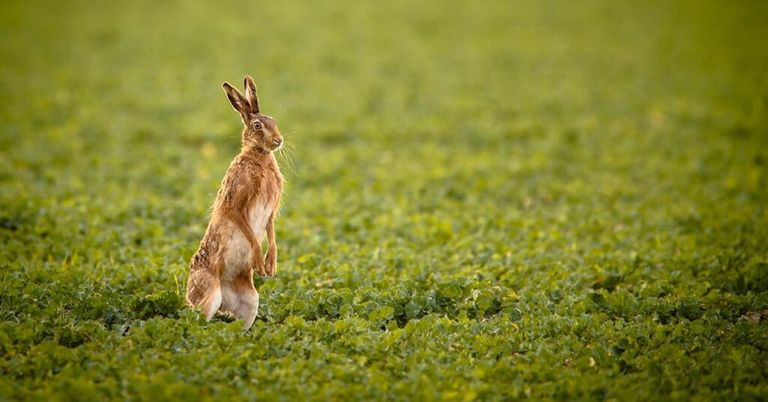 Immobiliensuche mit dem Osterhasen? Mit Profimakler klappt’s besser